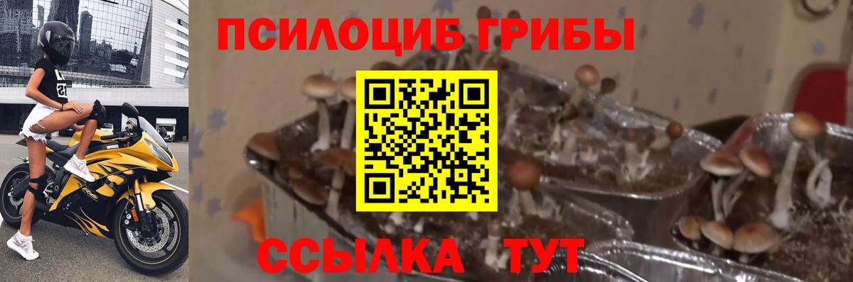 Псилоцибиновые грибы мухоморы Крымск